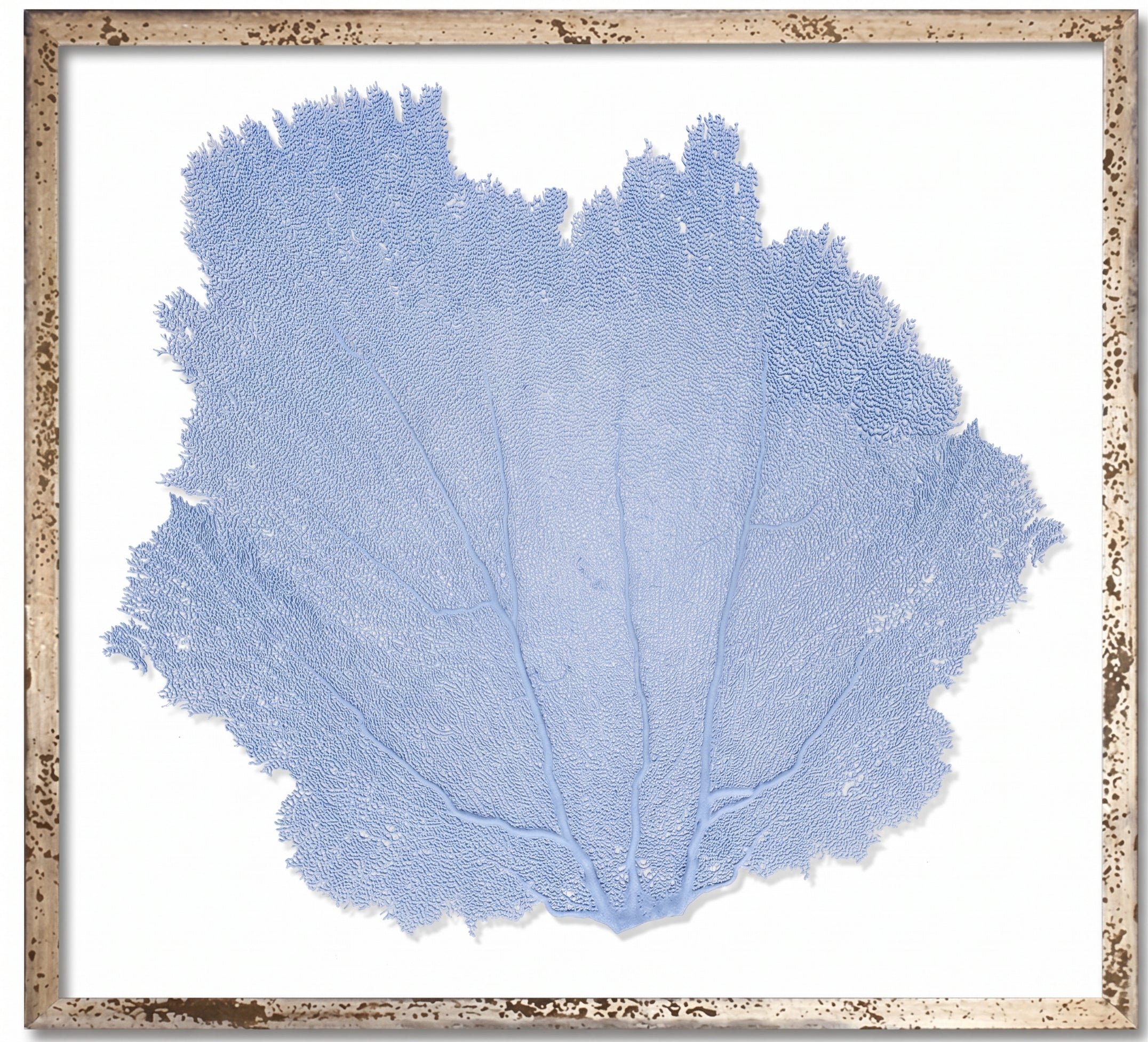 24" FRAMED SEAFANS ART