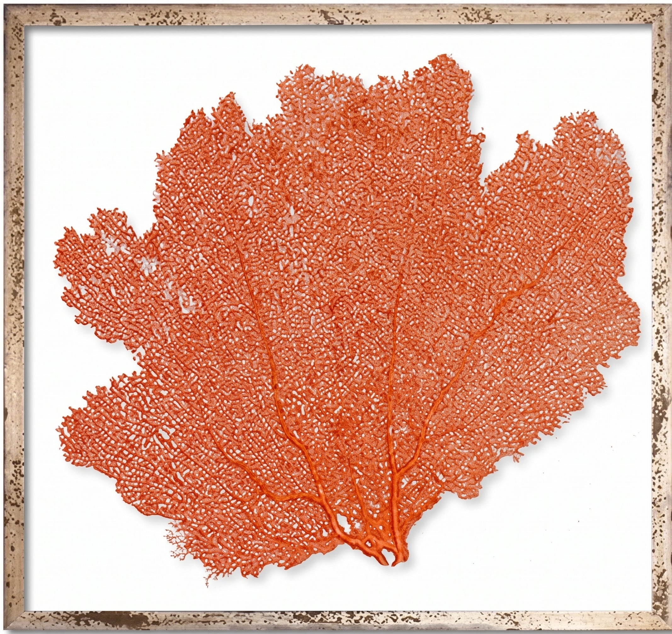 24" FRAMED SEAFANS ART
