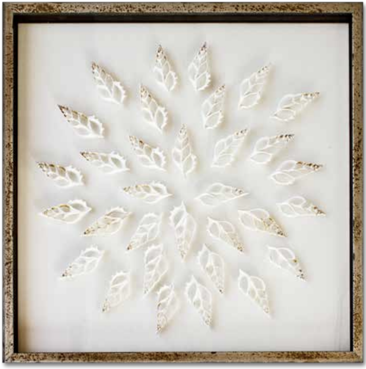 24" FRAMED SLICED TIBIA SHELL ART