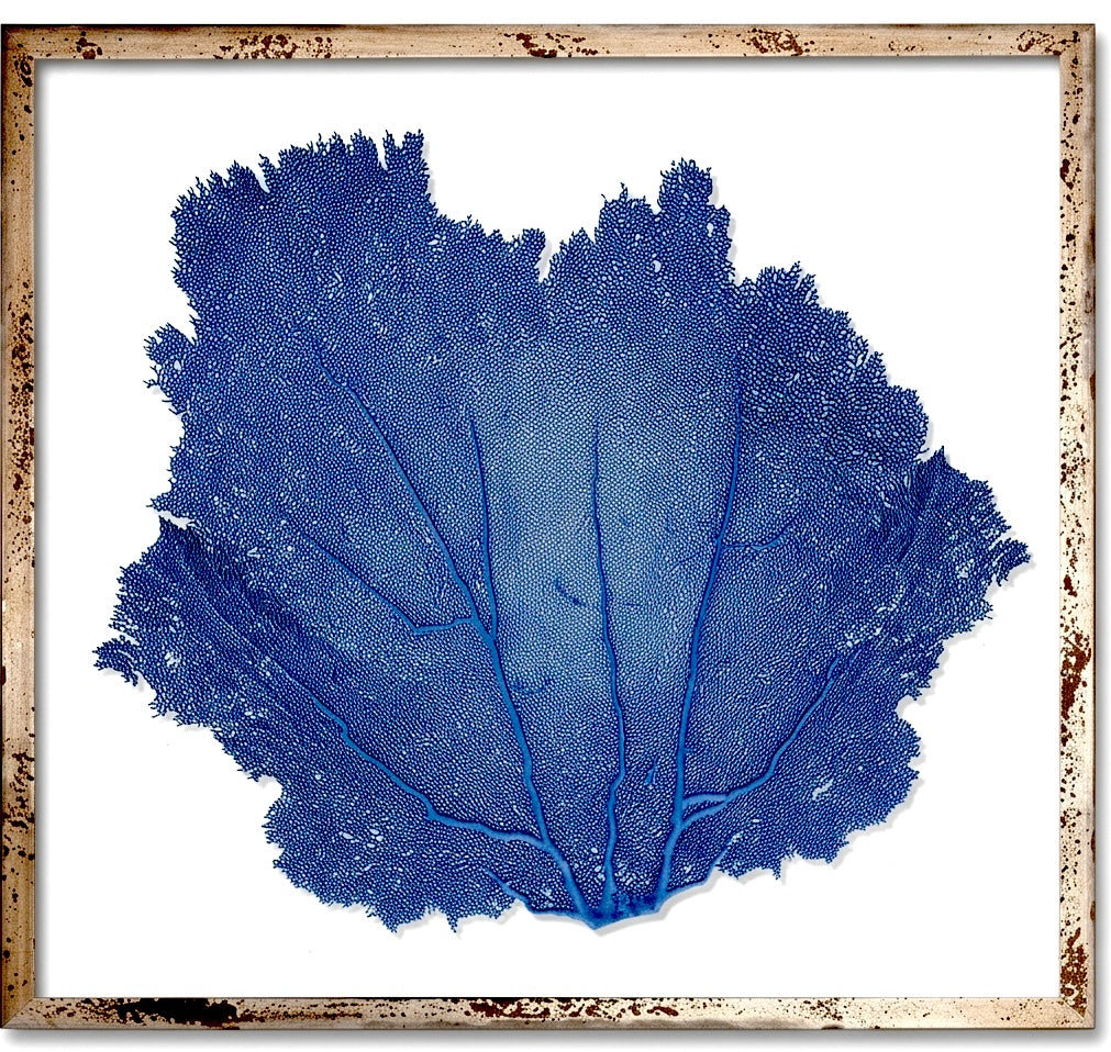 30" FRAMED SEAFANS ART